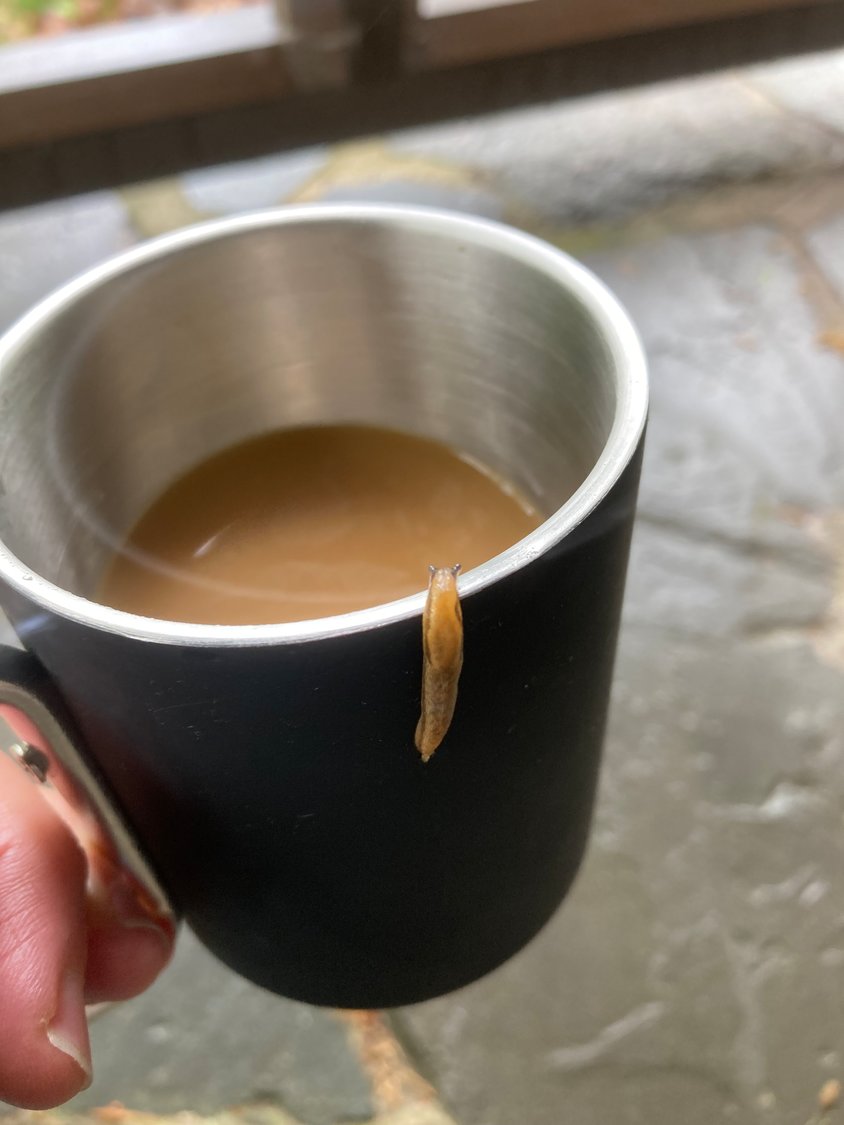 Slugs are fans of our favorite brews. Like us, they enjoy a good “slug” of something sudsy, and maybe a jolt of caffeine to jumpstart the day. Consider sharing your beer or coffee with your local slug.